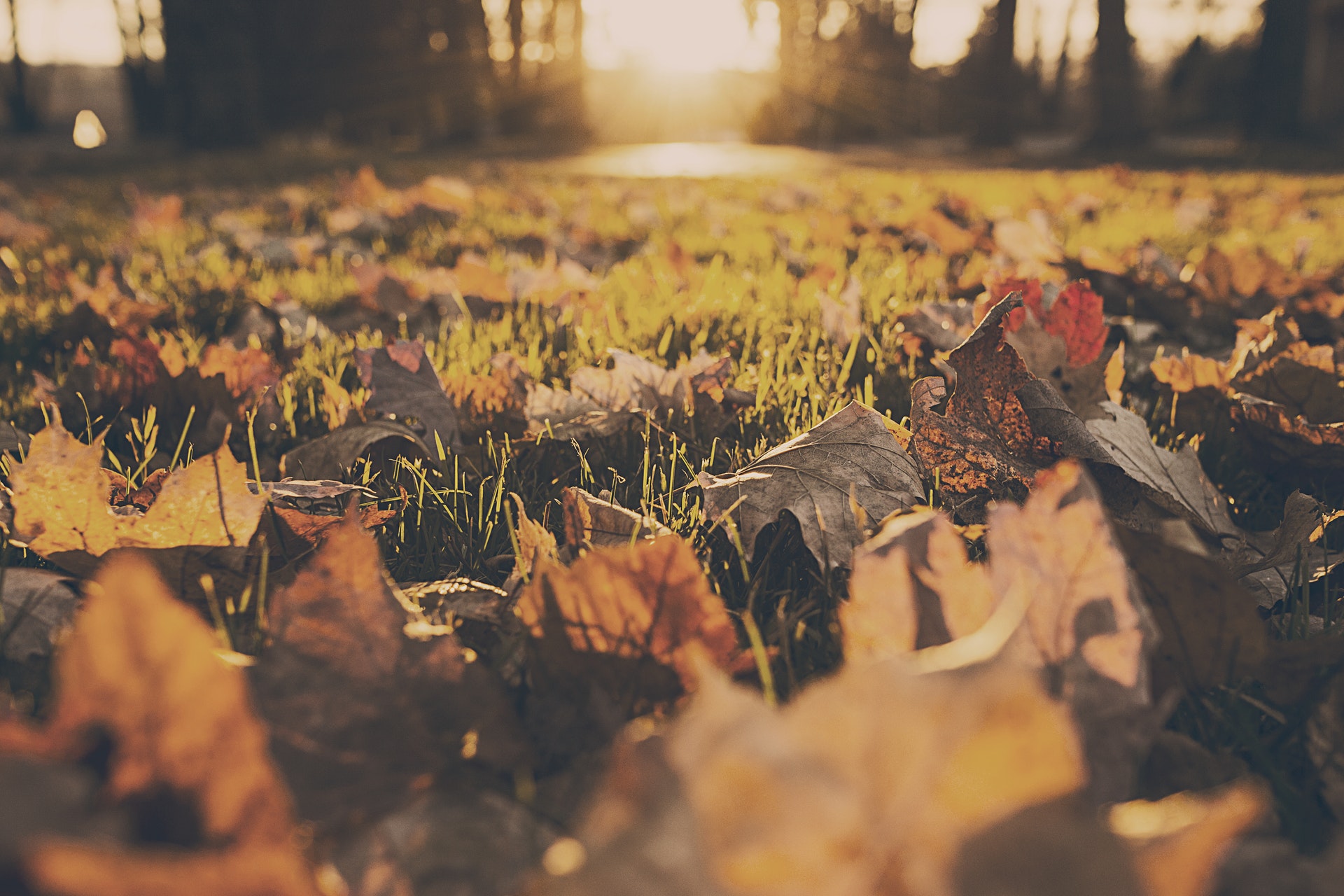 Sober Autumn